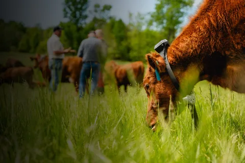 AgriFood Signals: Elbit acquires Bluewhite, more funding for virtual fencing, Anheuser-Busch awards $80k grant