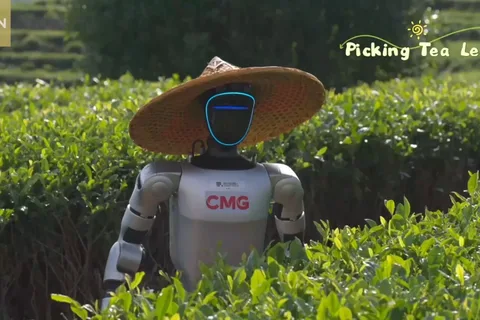 China puts humanoid robots through tea harvesting field trials