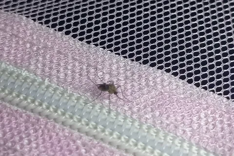 Laser system tracks, kills mosquitoes using custom vision model