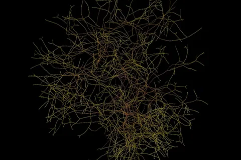 Fungi take up more mass than people—see how they stretch across the Earth