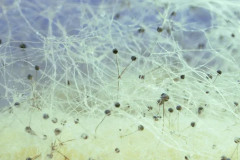 There’s an Unfathomably Huge Network of Fungi Lurking Beneath the Earth