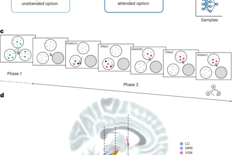Interpretable abstractions of artificial neural networks predict behavior and neural activity during human information gathering