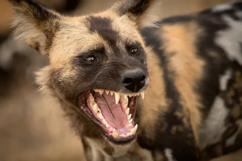 "Prey is disembowelled and rapidly consumed, often still conscious." 10 deadly species that form ruthless gangs to hunt and kill prey