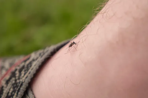 Zapping Mosquitos With Lasers Is a Real Thing, Thanks to AI